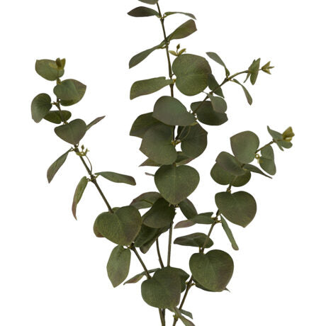 Money Leaves Spray Branch