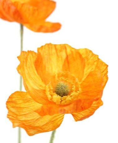 Poppy Orange Stem