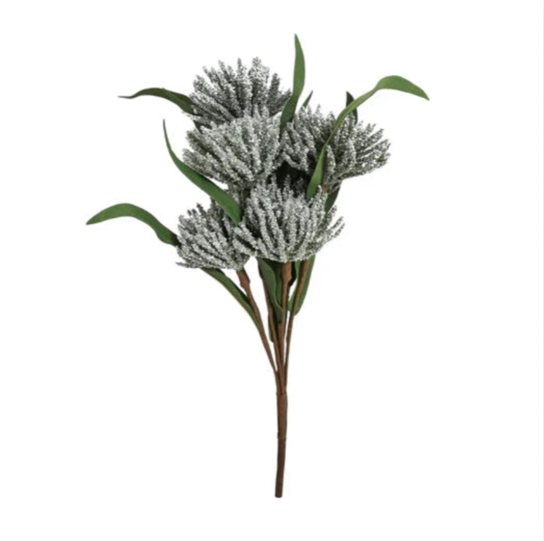 Green Bristle Blossom