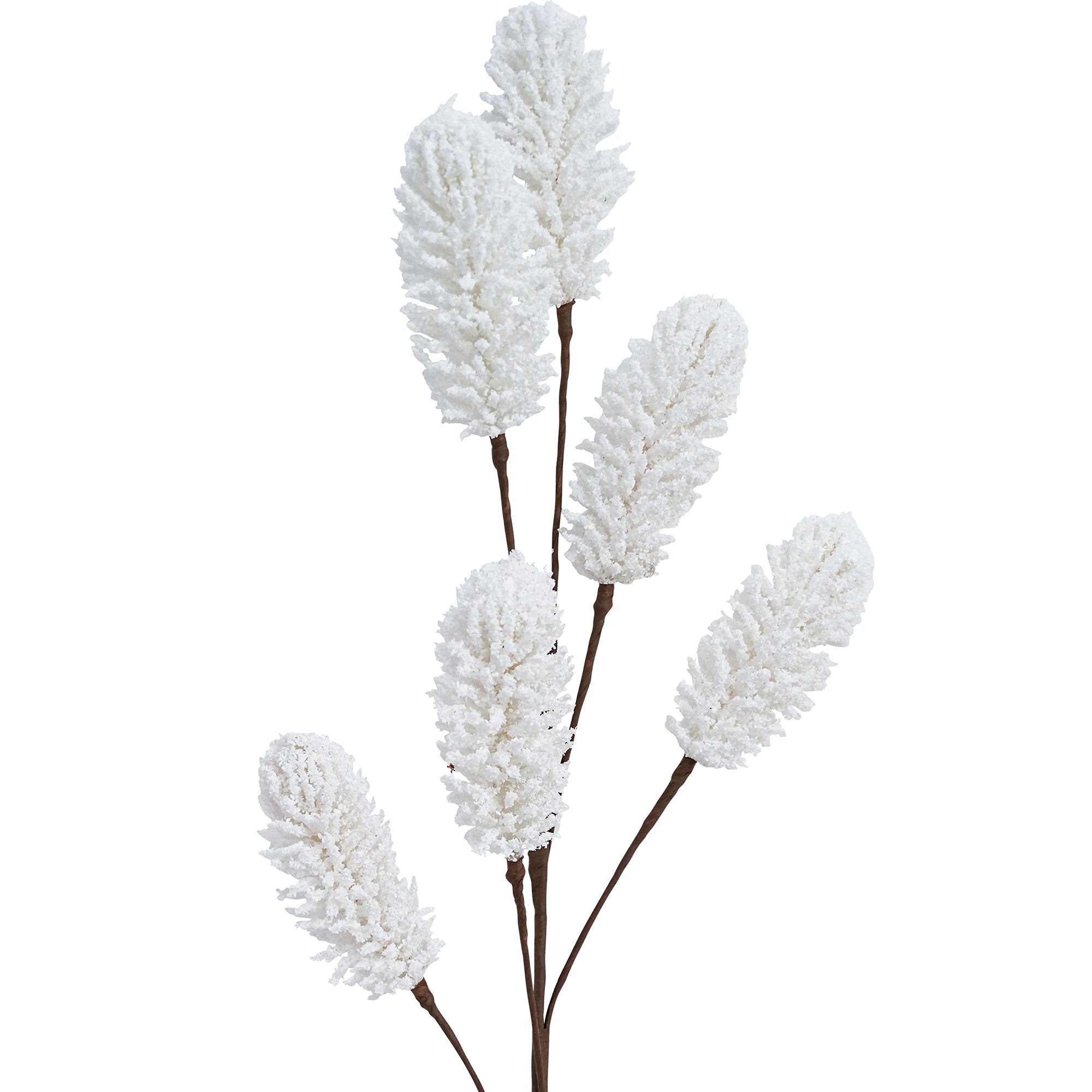 White Thorny Delight