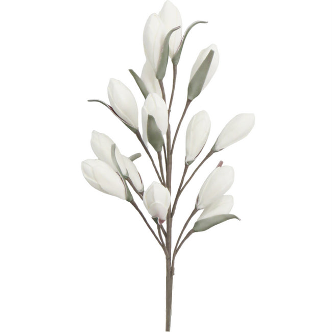 White Magnolia Branch