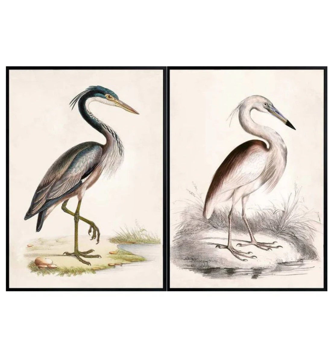 Mixed Brilliant Bird Canvas (Set of 2)