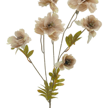 Dried Neutral Peony Spray 78cm