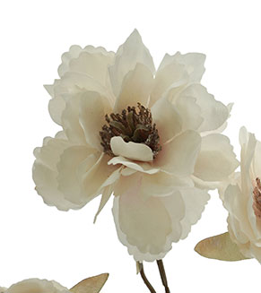 Cream Peony Stem