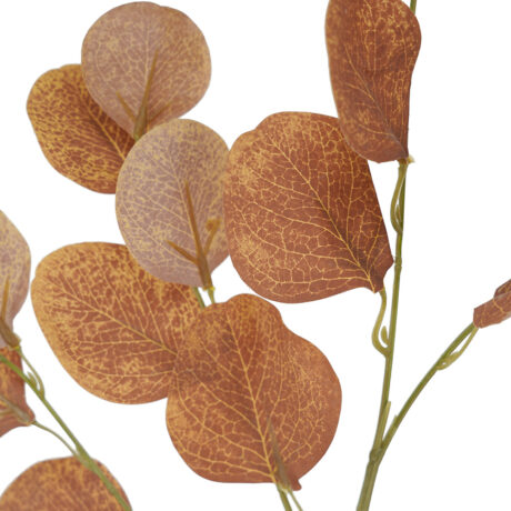 Silver Dollar Orange Spray