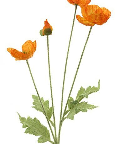 Poppy Orange Stem 60cm