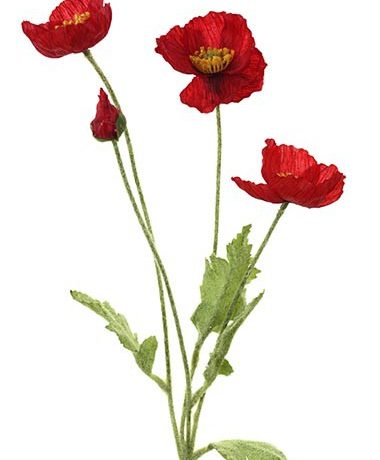 Poppy Red Stem 60cm