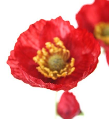 Poppy Red Stem