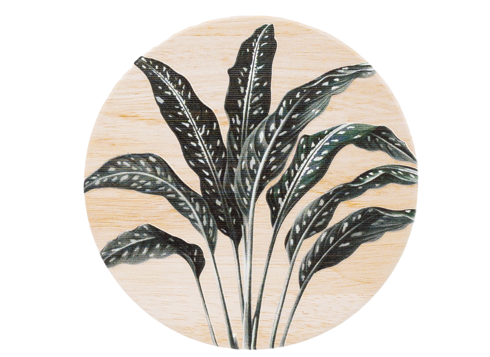 Exotic Coasters - 5 designs